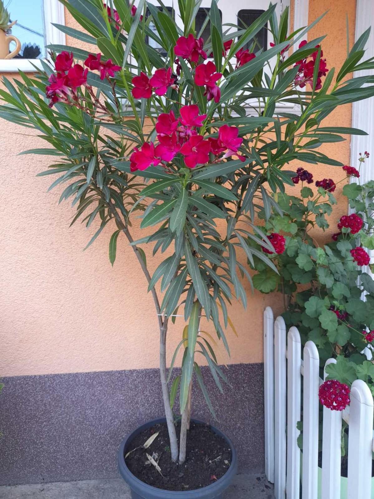 Višegrad Apartmani Nikolic מראה חיצוני תמונה